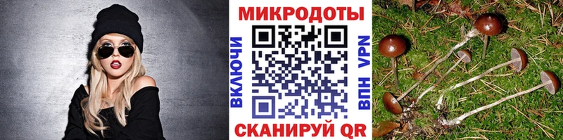 магазин    Балей  Псилоцибиновые грибы Psilocybine cubensis 